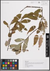 Foto von Salix cinerea L.
